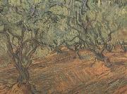 Vincent Van Gogh Olive Grove:Bright Blue Sky (nn04) painting